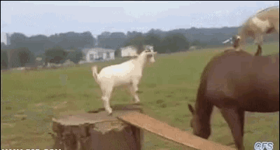 Funny Goats Play on Horse's Back
