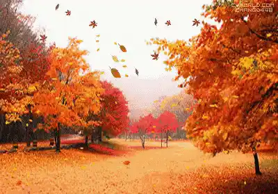 秋日楓紅落葉