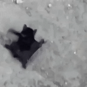 V1DvramK.gif