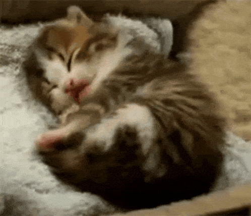 Adorable Eepy Cat Kitten Yawns