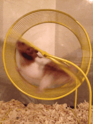 Hamster Running in Wheel