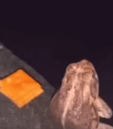 Yikesjadaa Minajsupremacy: Frog with Cheese