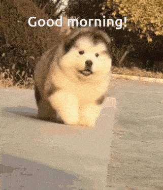 Good Morning Fluffy Dog