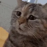 Sad Sad Cat