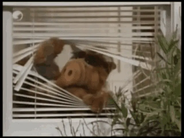 Alf Peeking Through Window Blinds