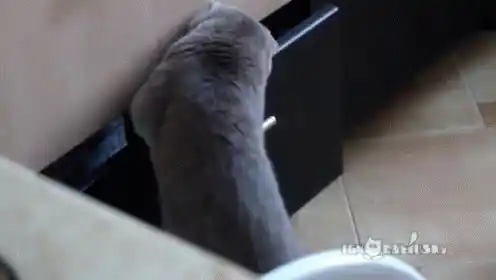 Curious Cat Caught Red-Handed
