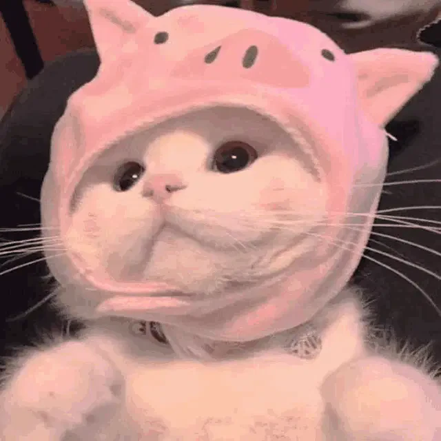 Cat Meme