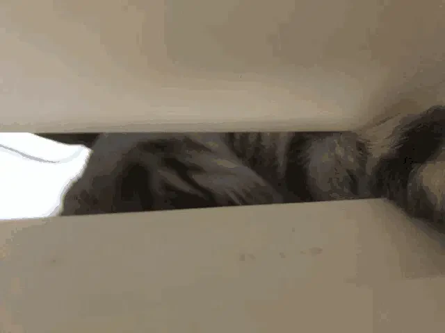Coco Gata Meme