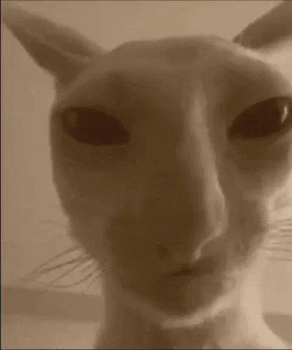 Penar Explosion Chamber Cat Meme