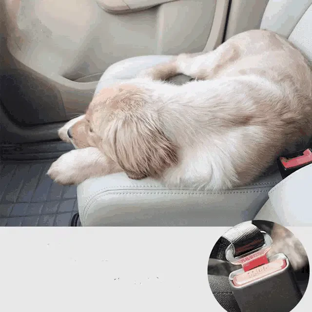 Vehiculo Meme