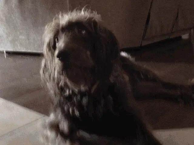 Sophia Maria Dog Meme