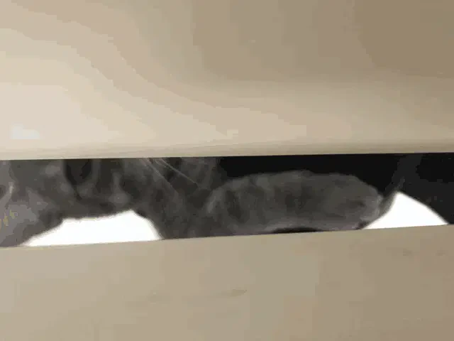 Coco Gata Meme