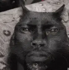 Kevin Meme