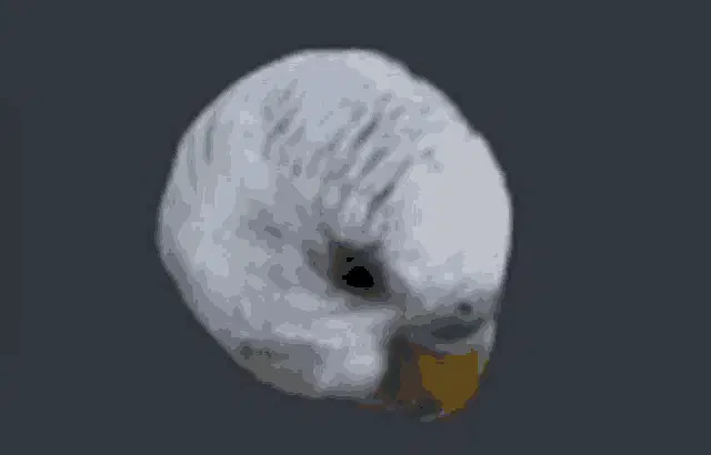 Rio Meme