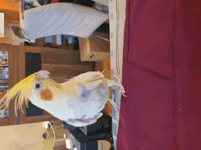 Parrot Rio Meme