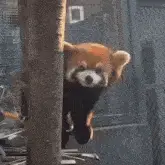Ycl Red Panda Peeking and Shaking Head