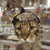 Cat Listening to Music with Headphones