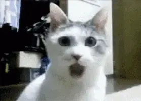 Shocked Cat's Surprised Reaction – cat meme GIF free download no watermark 2026