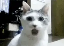 Shocked Cat's Surprised Reaction
