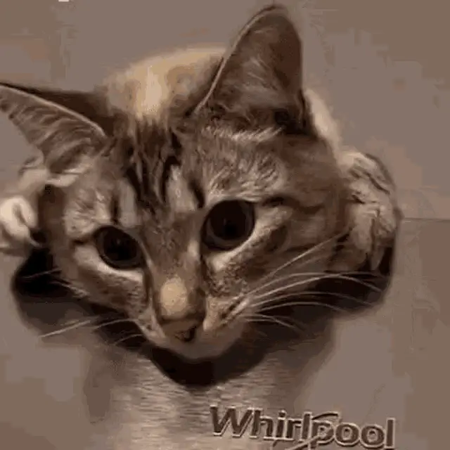 Elina the Cute Cat