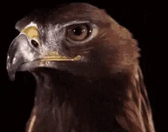 Golden Eagle Close-Up