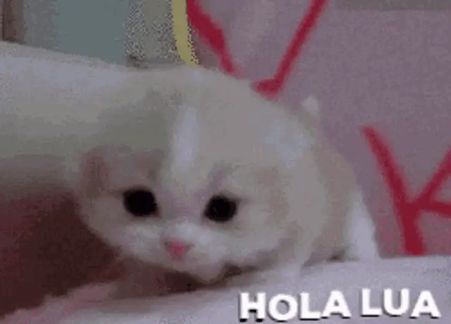 Hola Lua: Adorable Kitten
