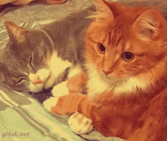 Cat Hug