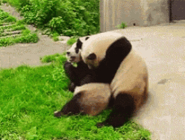 Clingy Panda Hug