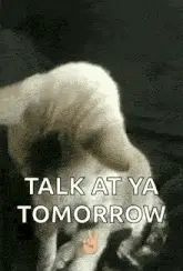 Nice To Meet You Cat with Shades On
