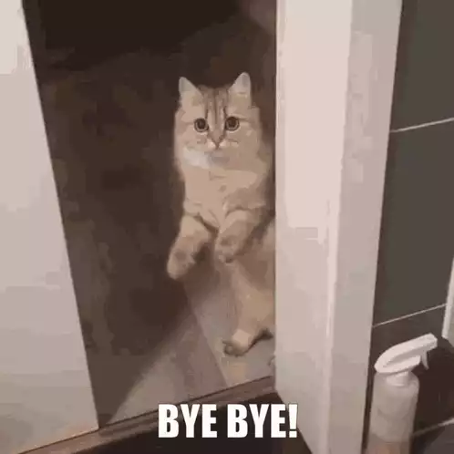 Cute Cat Says Bye Bye