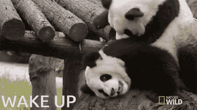Playful Panda Wake Up Call