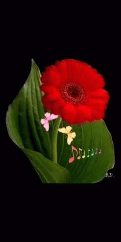 Dobro Jutro Red Flower with Butterflies