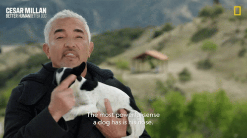 Cesar Millan: Dog's Most Powerful Sense - Nose