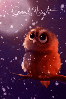 Good Night Owl