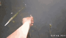 GIF