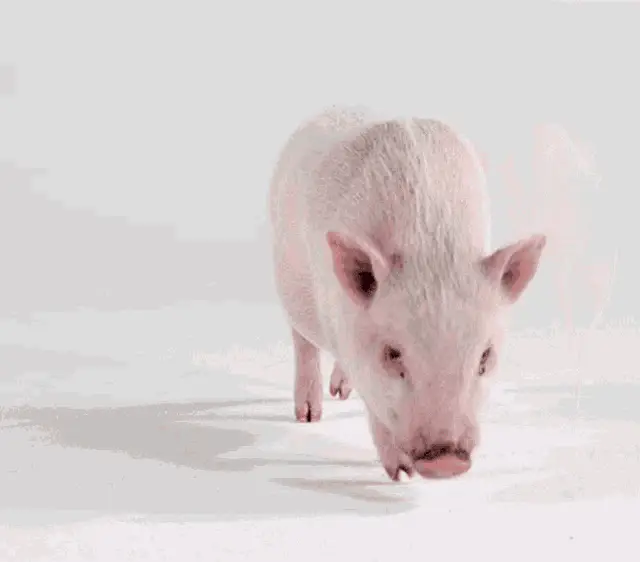Cute Pig Says You're Welcome with Medpets
