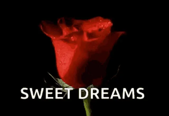 Sweet Dreams Red Rose