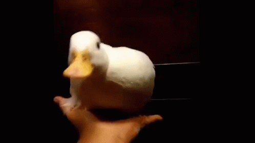 Funny Duck Transformations