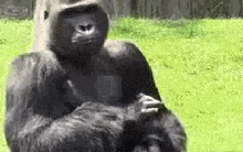 GIF