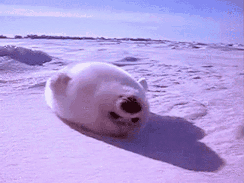 Lazy Seal Relaxing on Ice