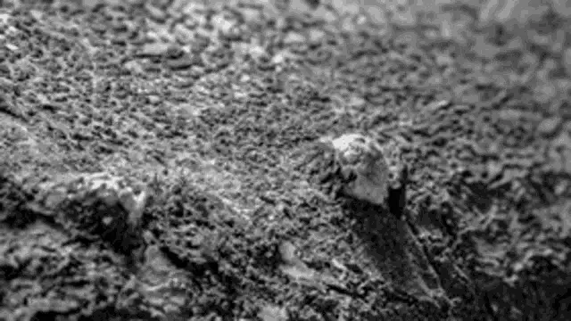 Nascimento Vida: Mushroom Growth Time-lapse