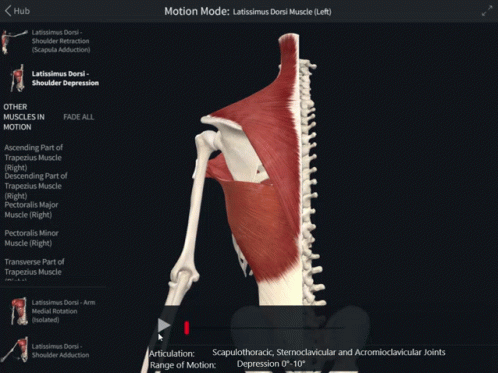Latissimus Dorsi Shoulder Depression Motion