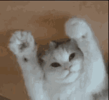 GIF