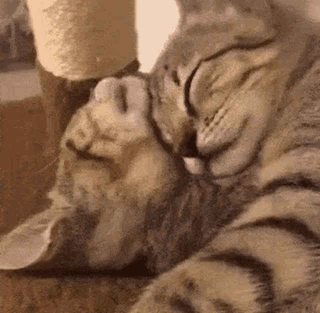 Cat Hug