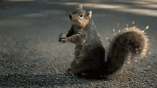 Screaming Squirrel Yell