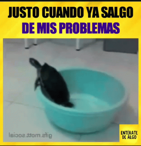 Funny Animals: Turtle's Problematic Escape