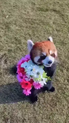 Red Panda Wearing Flower Wreath