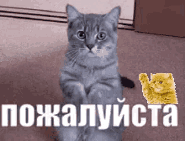 Pleading Cat Klipy GIF