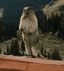 GIF 이미지