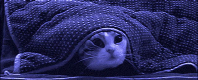 Sleepy Cat Peeking from Blanket